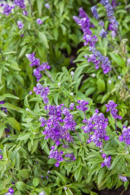 Mor Salvia Çiçekleri tomurcuklanıyor bahçede yaz çiçekleri açıyor.