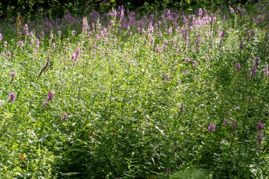 Çiçek Bud Lythrum salicaria yeşil yapraklar bitki. Meadow flora