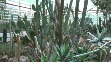 Farklı tipte kaktüsler, şekiller ve boyutlar. Sulu bitkiler. Dikenli çiçekler. Kaktüs büyümesi