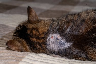 Kedi derisi üstünde mantar kurdu. Kurumuş saçlar dökülmüş. Kedi dermatiti.