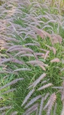 Bahçedeki Miscanthus çiçek bitkisi. Çiçekli Çin gümüşü çimenler