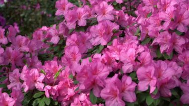 Azalea tomurcuğu. Bahçedeki Rhododendron bitkisi. Pembe çiçek.