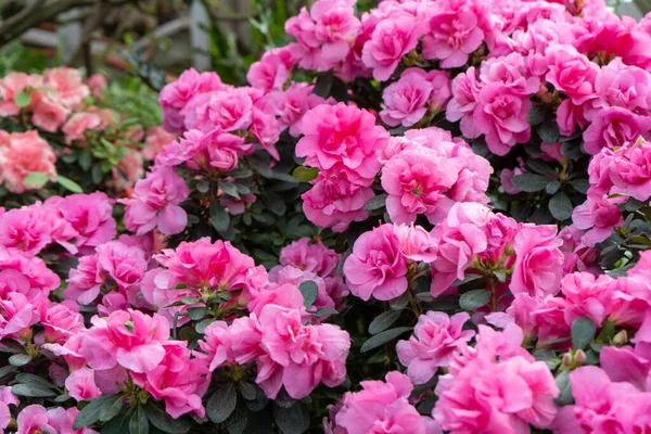 Azalea tomurcuğu. Bahçedeki Rhododendron bitkisi. Çiçek arkaplan. Pembe yaprak yaprağı.