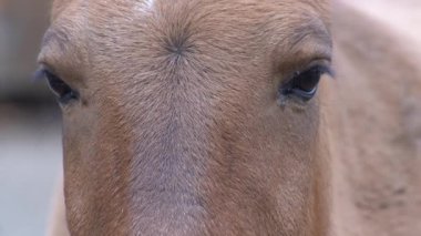 At kafası ve göz. Yakın plan portre. Kahverengi Przewalski At kürkü