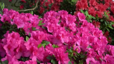 Azalea tomurcuğu. Bahçedeki Rhododendron bitkisi. Pembe flora