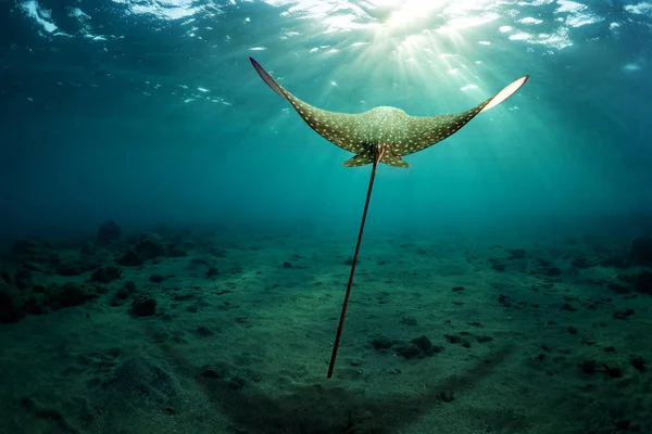 ワシの光線は海底の上に浮かぶ — ストック写真
