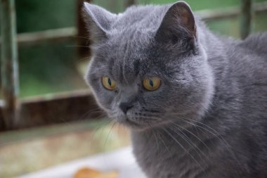 Gri kedi, İngiliz cins, üzgün görünüş, yakın plan.