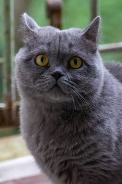 Gri kedi, İngiliz cins, üzgün görünüş, yakın plan.