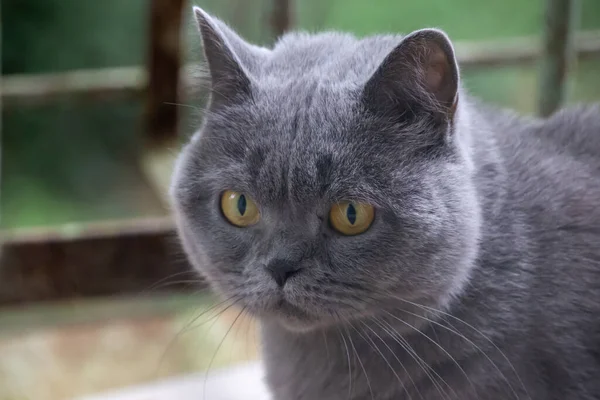 Graue Katze Britische Rasse Trauriger Blick Nahaufnahme — Stockfoto