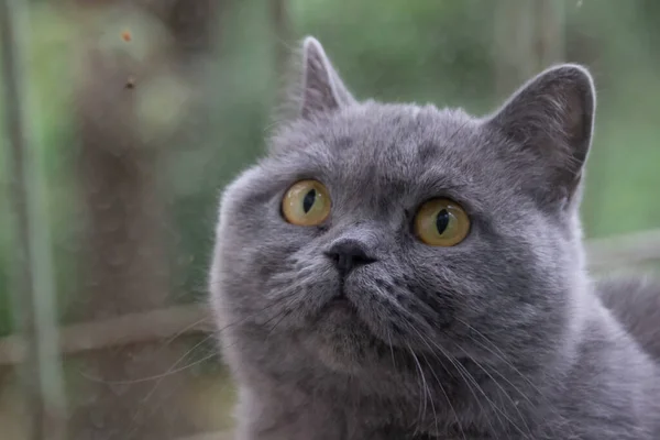Gri kedi, İngiliz cins, üzgün görünüş, yakın plan.