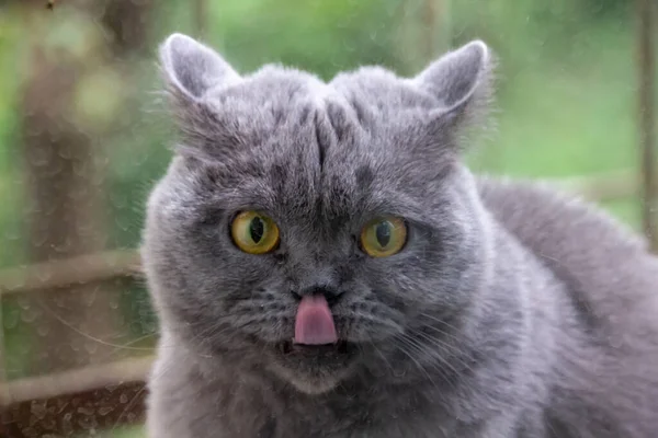 Graue Katze Britische Rasse Trauriger Blick Nahaufnahme — Stockfoto