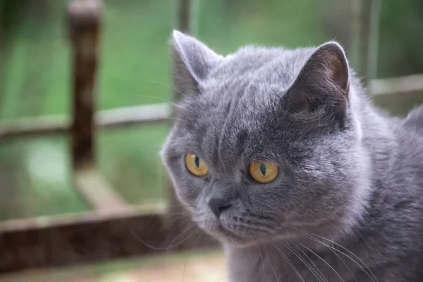 Graue Katze Britische Rasse Trauriger Blick Nahaufnahme — Stockfoto