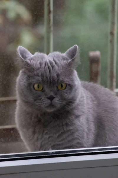 Graue Katze Britische Rasse Trauriger Blick Nahaufnahme — Stockfoto