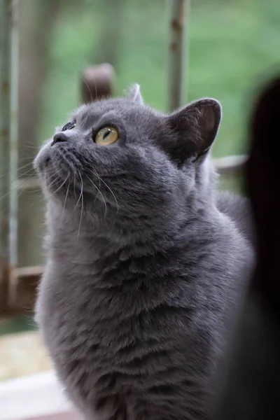 Graue Katze Britische Rasse Trauriger Blick Nahaufnahme — Stockfoto