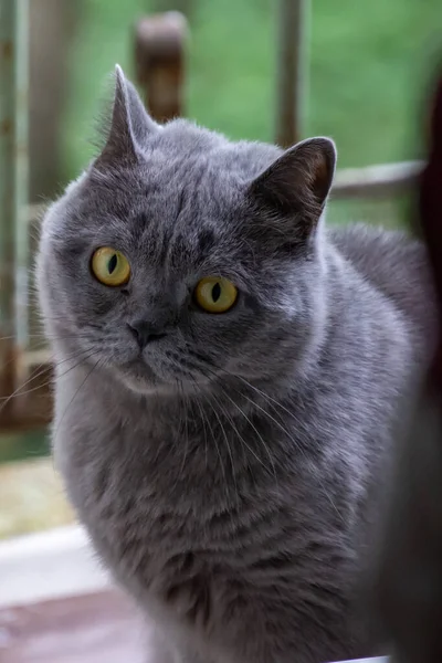 Graue Katze Britische Rasse Trauriger Blick Nahaufnahme — Stockfoto