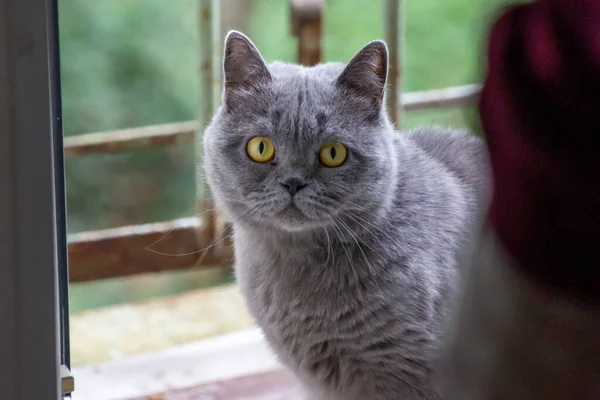 Graue Katze Britische Rasse Trauriger Blick Nahaufnahme — Stockfoto