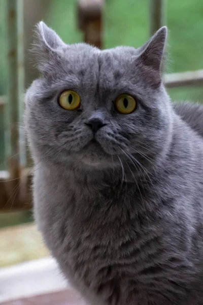 灰色の猫 イギリスの品種 悲しい表情 クローズアップ — ストック写真
