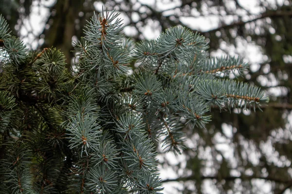 Closeup Nature Christmas Fir Tree Branch Background — Stock Photo, Image