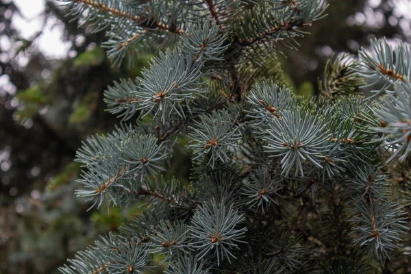 Doğaya Yakın Noel Ağacı Dalı Arka Planda — Stok fotoğraf