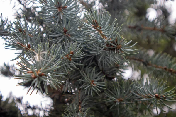 Doğaya Yakın Noel Ağacı Dalı Arka Planda — Stok fotoğraf