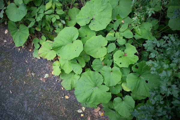 Bild Von Straßenrand Wachsenden Burdocks — Stockfoto