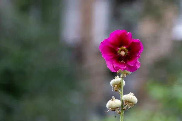 Gyönyörű Fénykép Egy Virág Egy Blury Háttér — Stock Fotó