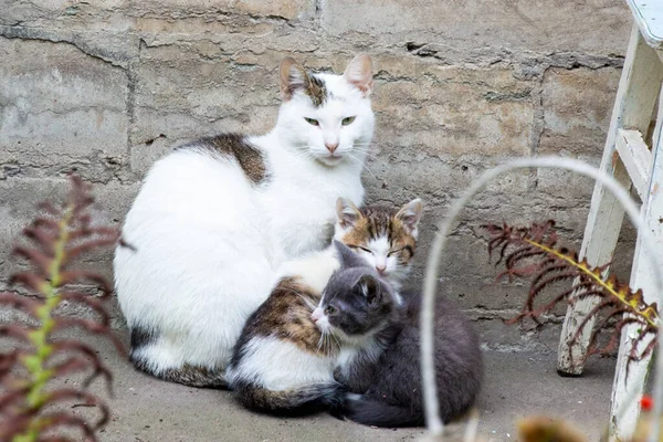 Foto Bonito Cheio Alma Gato Seus Filhotes — Fotografia de Stock