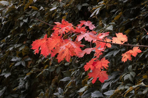 Herfst Rode Eiken Bladeren Het Bos Natuurlijke Achtergrond — Stockfoto