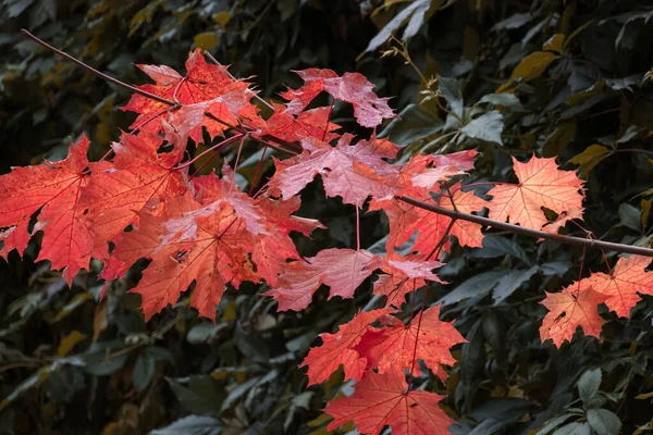 Herfst Rode Eiken Bladeren Het Bos Natuurlijke Achtergrond — Stockfoto