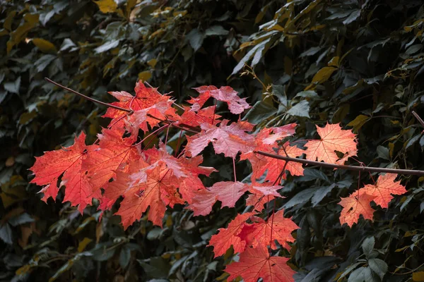 Herfst Rode Eiken Bladeren Het Bos Natuurlijke Achtergrond — Stockfoto