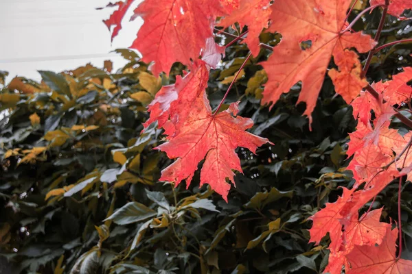 Ormanda Sonbahar Kırmızı Meşe Yaprakları Doğal Arkaplan — Stok fotoğraf