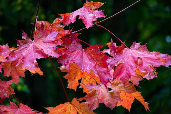 Herfst Rode Eiken Bladeren Het Bos Natuurlijke Achtergrond — Stockfoto