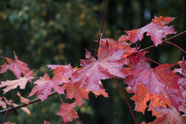 秋天的红色橡木树叶在森林里 自然背景 — 图库照片
