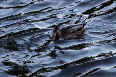 Nehirde yüzen bir ördeğin fotoğrafı