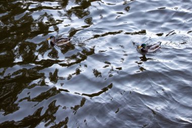 Nehirde yüzen bir ördeğin fotoğrafı