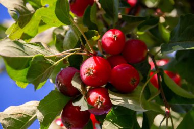 Yeşil, yaprak döken ağaçların fotoğrafı. Kırmızı elmalı, güneşli havada.
