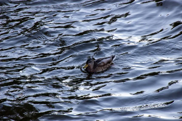 Photo Duck Floating River — Stock Photo, Image
