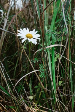 Kalın çimenlerde büyüyen papatyalar. Sonbahar fotoğrafçılık