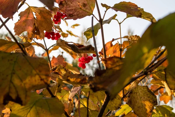 照片秋天 树上的叶子泛黄 秋季季节 — 图库照片