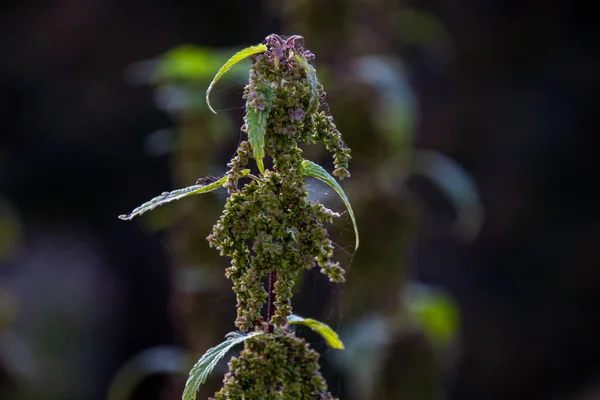 Fotoğraf Nettles Bir Sonbahar Günü Kapanır Bulanık Arkaplan — Stok fotoğraf