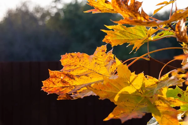 照片秋天 树上的叶子泛黄 秋季季节 — 图库照片