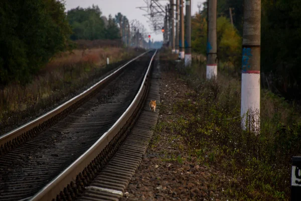 Photo Chemin Fer Dans Soirée Paysage Russie — Photo