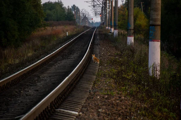 Foto Ferrovia Noite Paisagem Rússia — Fotografia de Stock