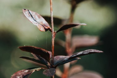 Koyu bir arka planda güzel bir çalı dalı var.