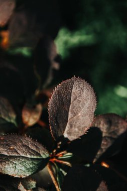 Karanlık çalı bir sonbahar gününde yapraklanır. Bulanık arkaplan