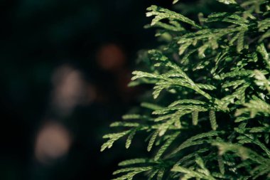 Yeşil doğal arka plan. Bahçede yetişen güzel yeşil bitki