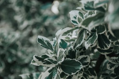 Yeşil doğal arka plan. Bahçede yetişen güzel yeşil bitki