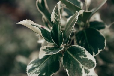 Yeşil doğal arka plan. Bahçede yetişen güzel yeşil bitki