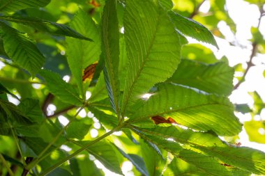 Kestane yapraklarının güneşli bir arkaplanda fotoğrafı