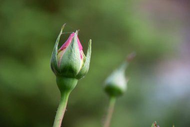 Doğal yeşil arka planda, çözülemeyen bir buket gül.
